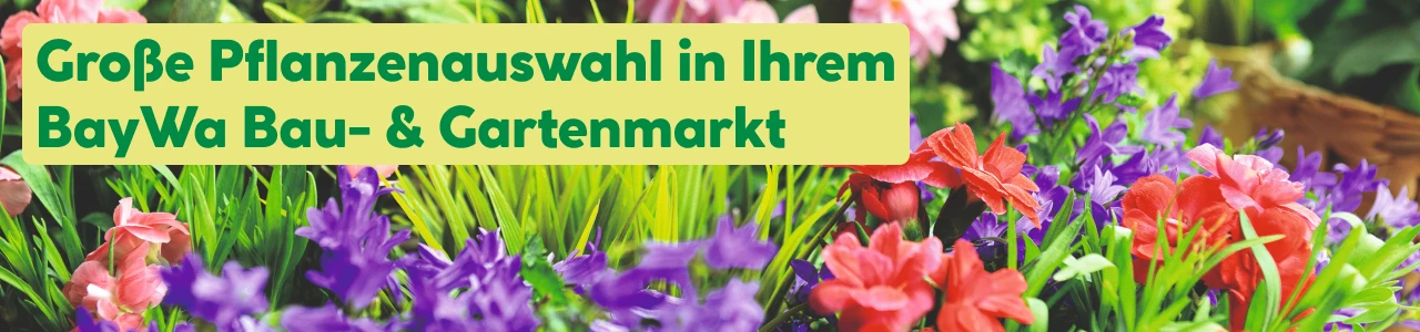 Pflanzenauswahl in unseren Märkten