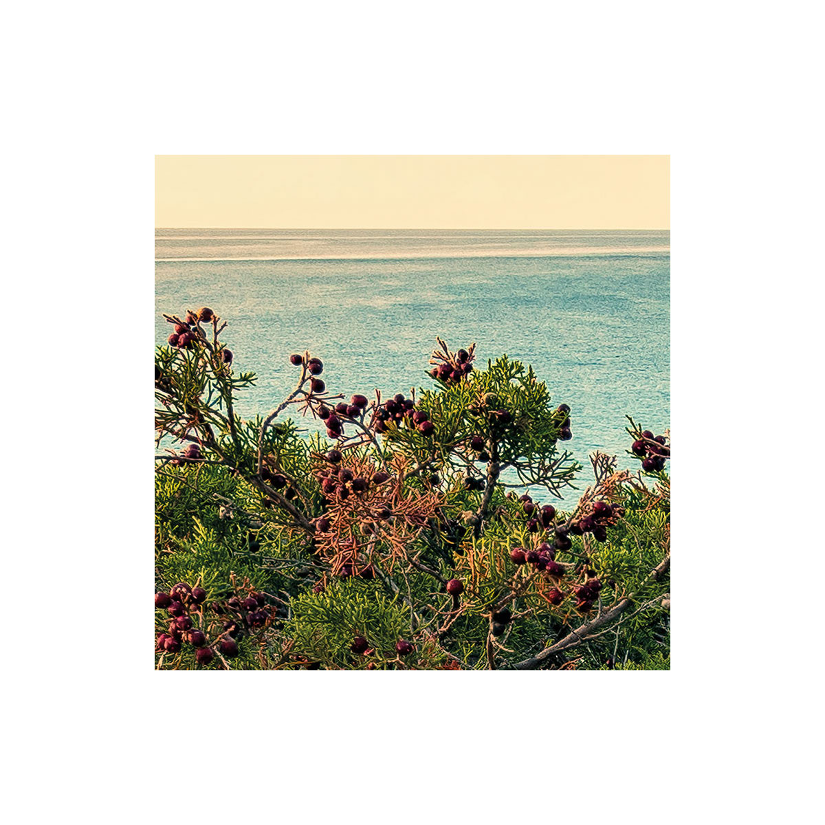 Komar  Vlies Fototapete Paradiso II 450x280 cm Bild 5