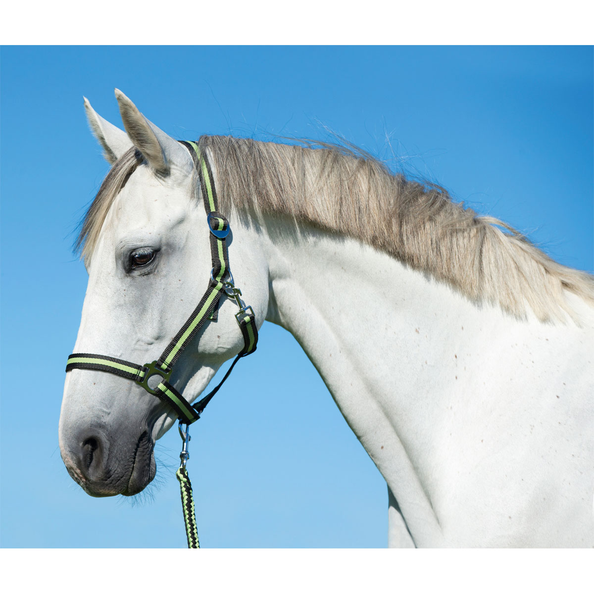 Pferdehalfter Hippo anthrazit-lemon Cob Bild 1