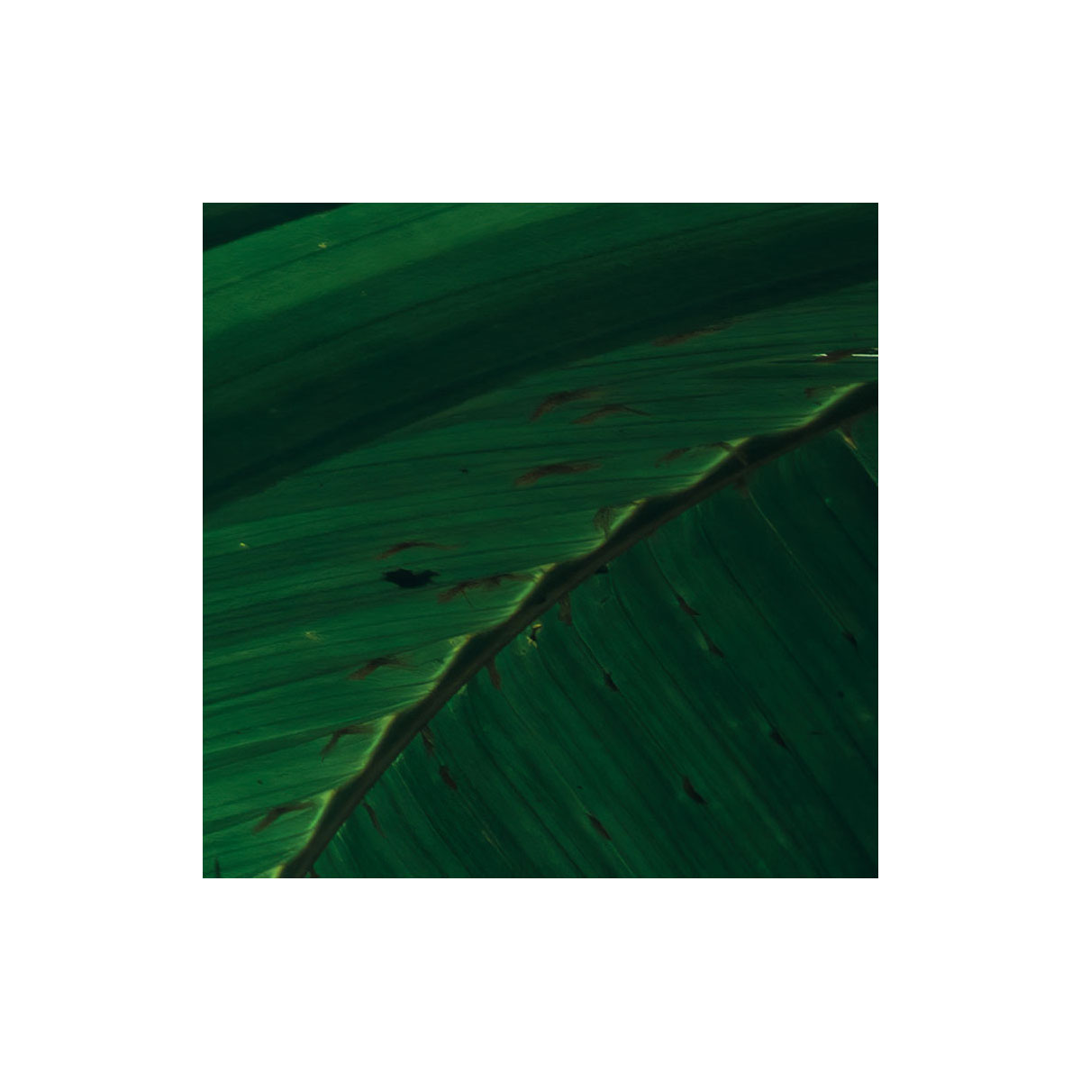 Komar  Vlies Fototapete Dschungeldach II 450x280 cm Bild 3