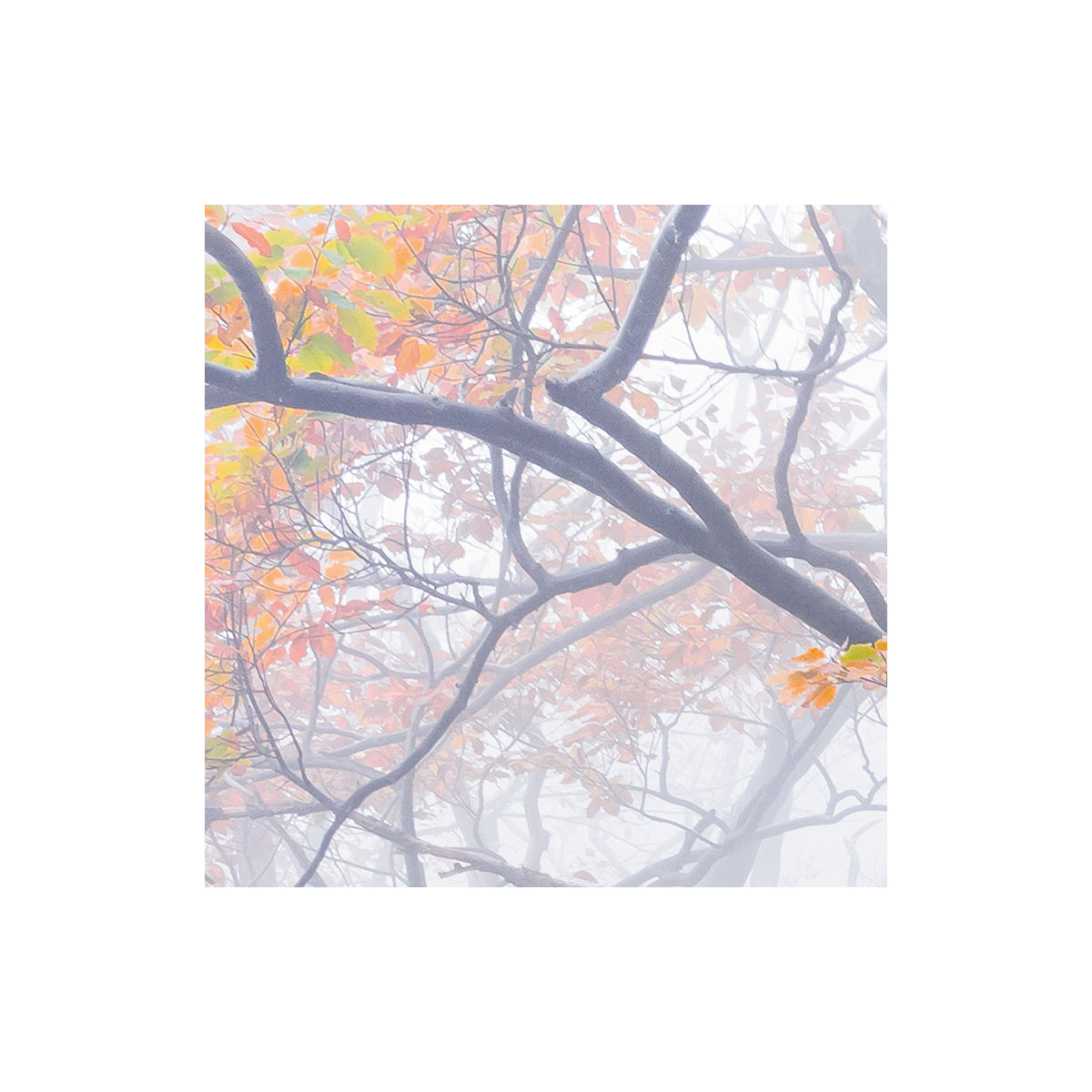 Komar  Vlies Fototapete Euphoria 300x200 cm Bild 6