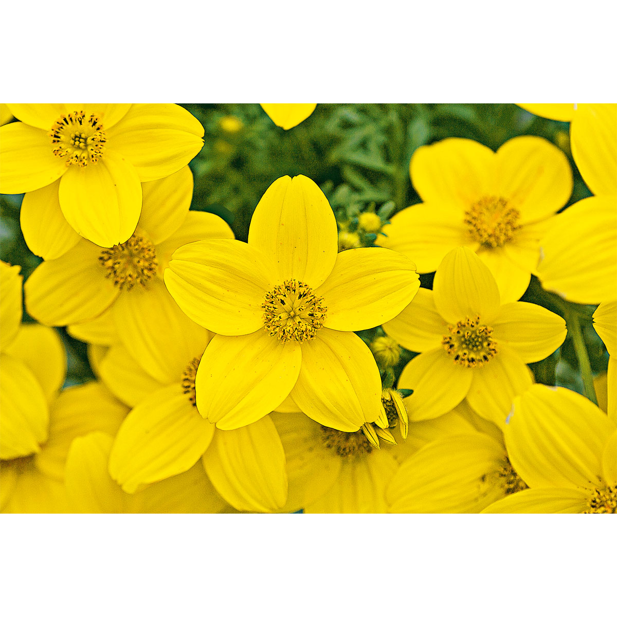 Plantiflor  Goldmarie Topf Durchmesser 13 cm Bild 2