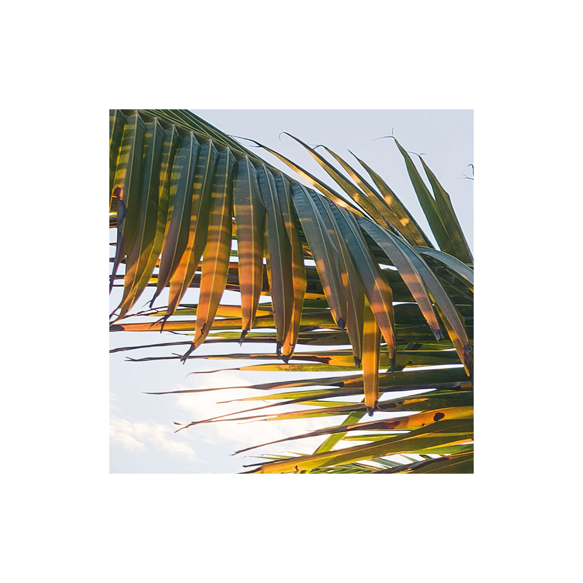 Komar  Vlies Fototapete Strandgeheimnis 450x280 cm Bild 6