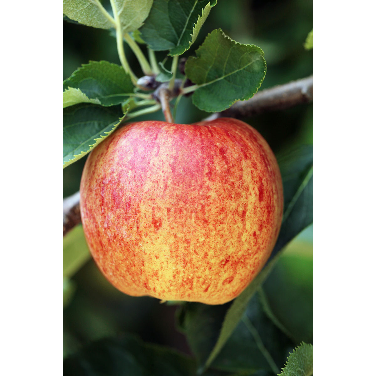 Plantiflor  BIO-Apfel 'James Grieve'