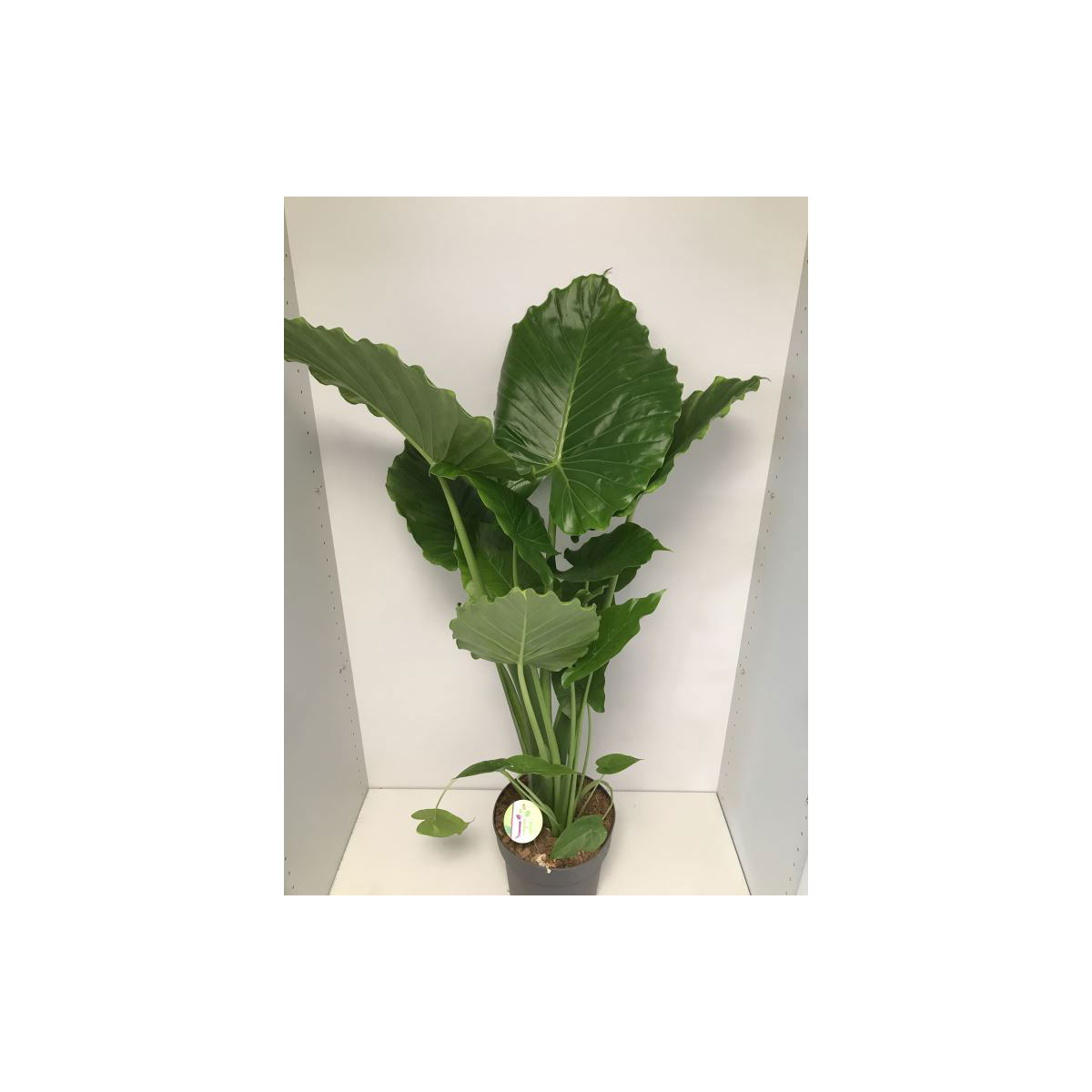 Plantiflor  Elefenatenohr California 85-95 cm T21