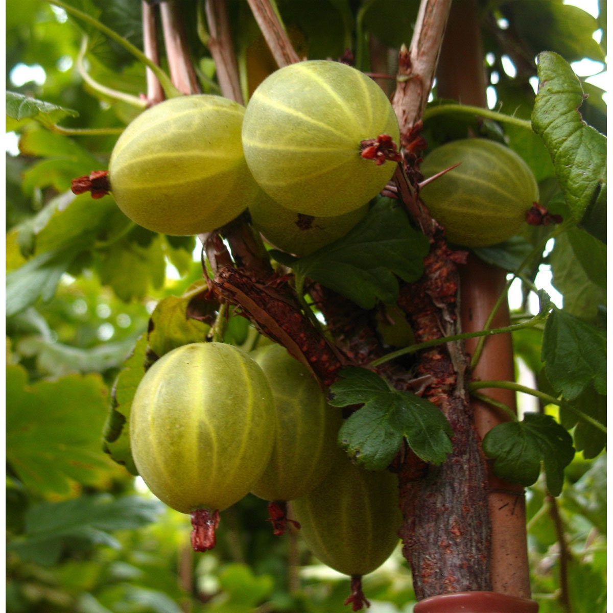 Hinnonmäki gelb Hochstamm 80/90