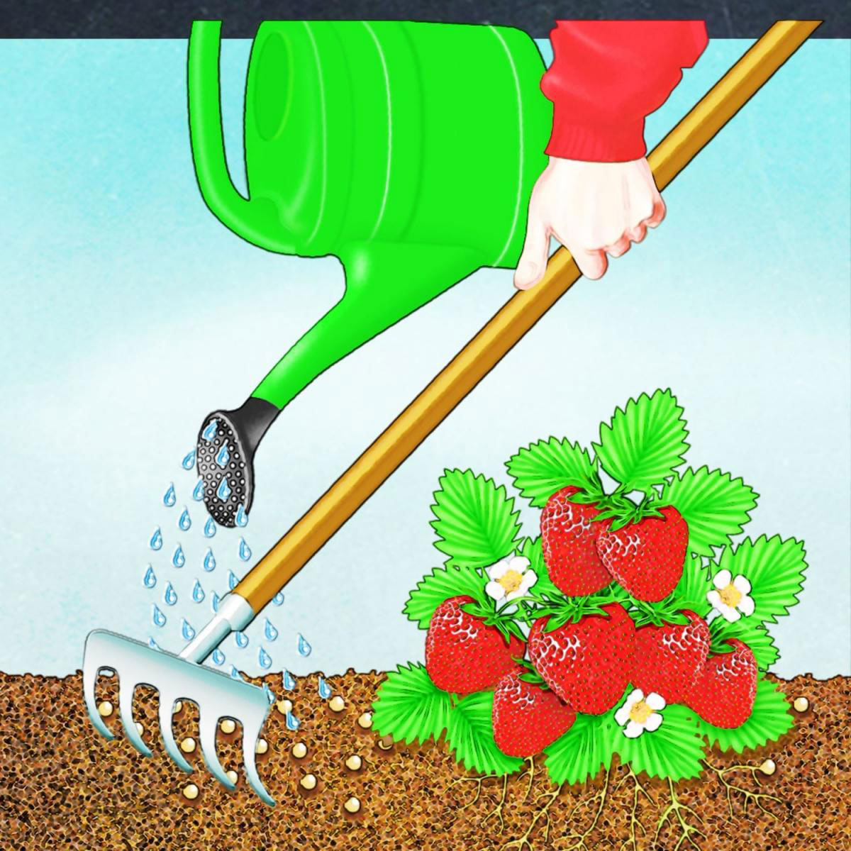 Compo BIO Beeren Langzeit-Dünger mit Schafwolle 2 L Bild 2