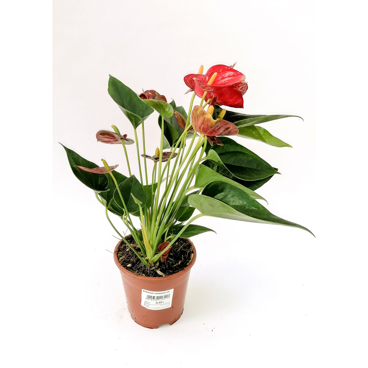 Plantiflor Flamingoblume rit 45-50 cm T14