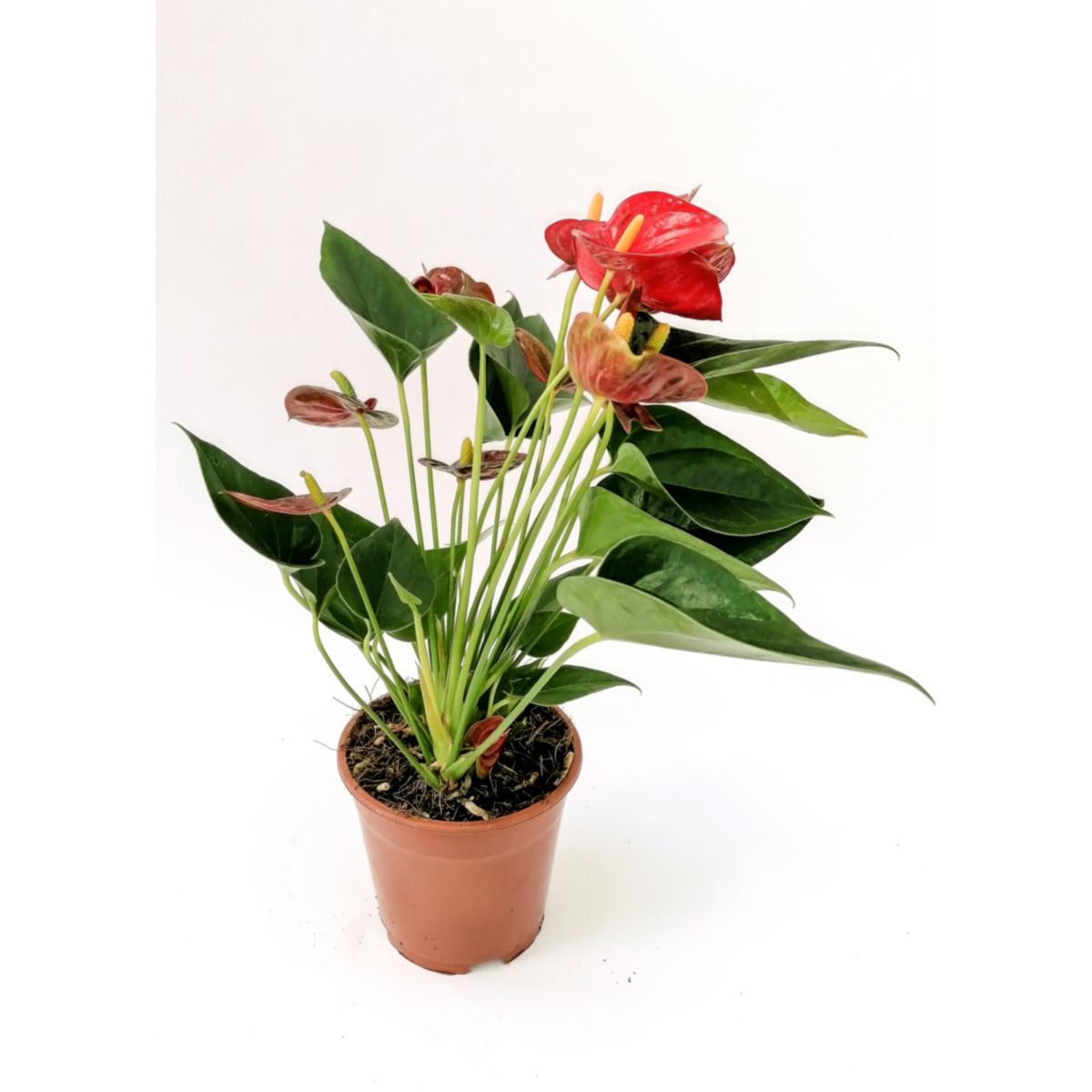 Plantiflor Flamingoblume rit 45-50 cm T14