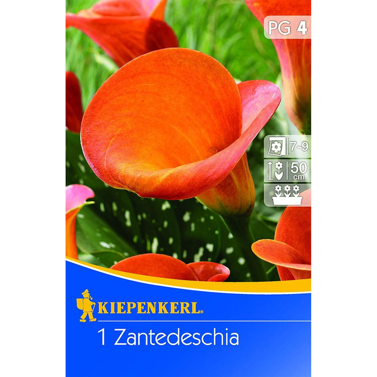 Kiepenkerl Zantedeschia orange 1 Stk.