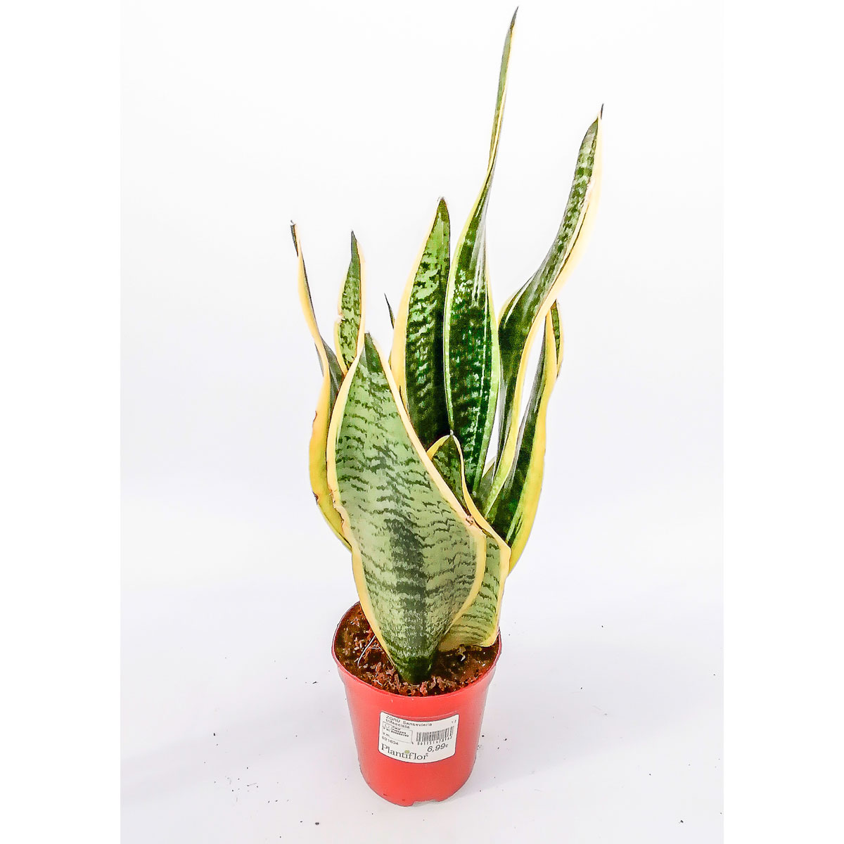 Plantiflor Bogenhanf Laurentii Zeylanica T12