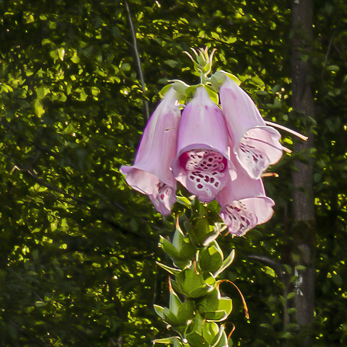 Komar  Vlies Fototapete Summer Glade 350x250 cm Bild 3