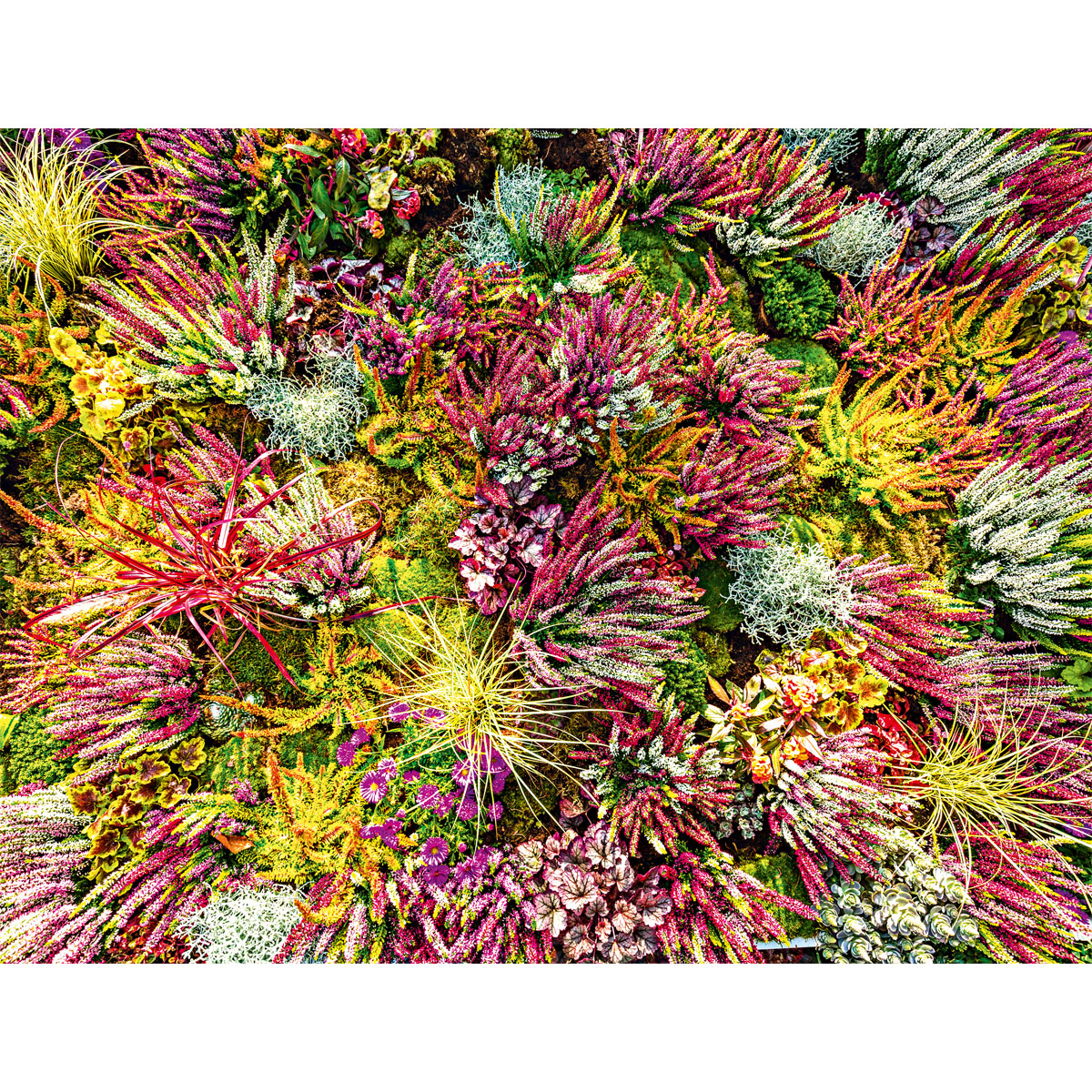 Knospenblüher Beauty Ladies Topf- Durchmesser 11 cm Bild 7