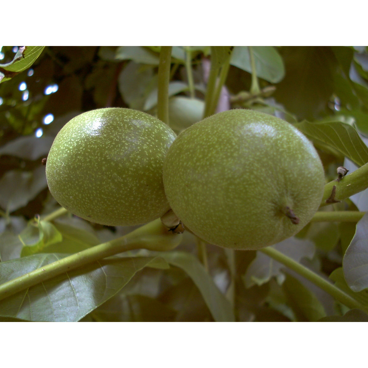 Walnuss Esterhazy II