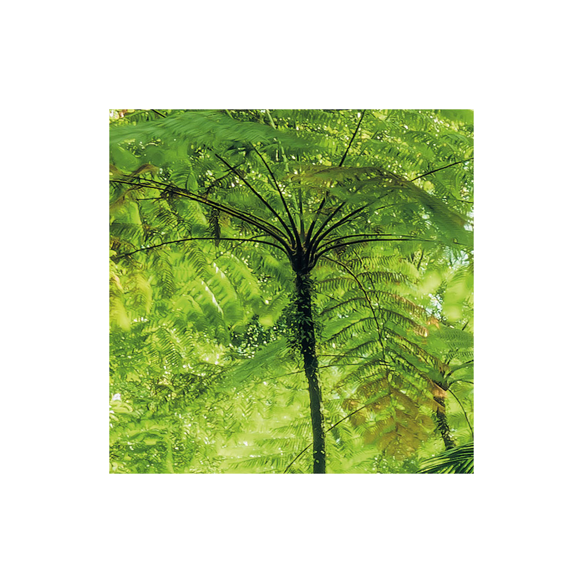 Komar  Vlies Fototapete Into The Jungle 400x250 cm Bild 5