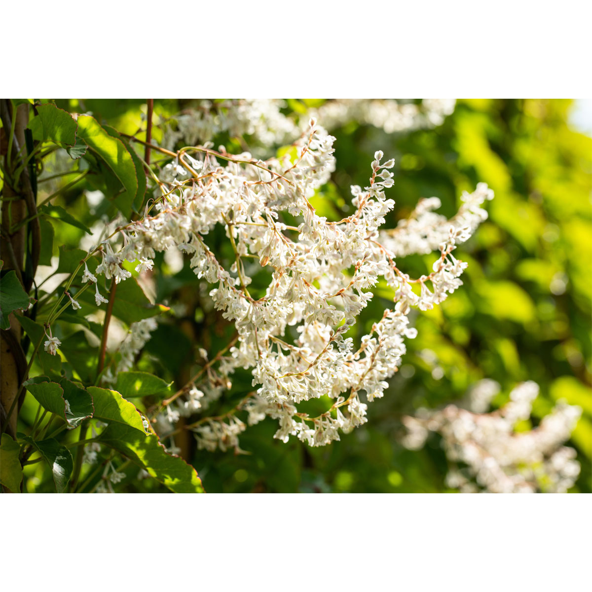 Plantiflor Schlingknöterich Topf Durchmesser 17 cm