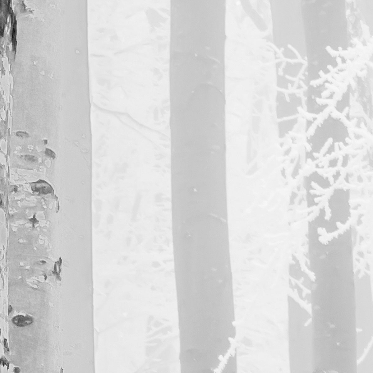 Komar  Vlies Fototapete Winter Wood 400x280 cm Bild 5