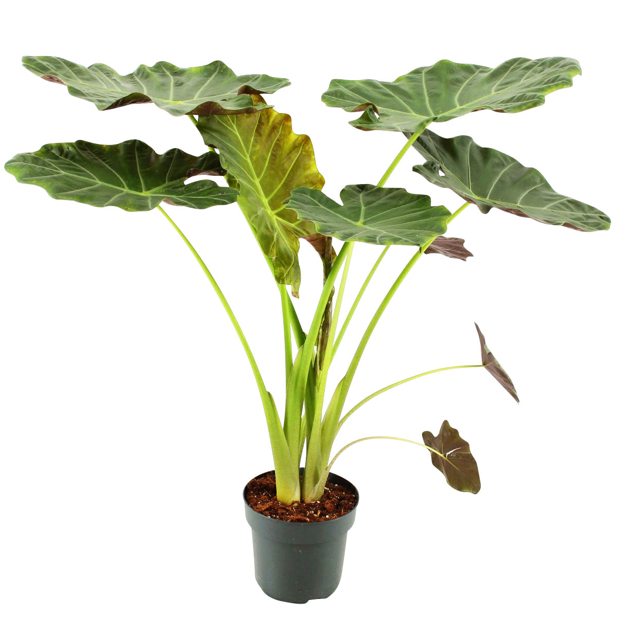 Plantiflor  Grünpflanzen Topf- Durchmesser 21 cm Bild 3