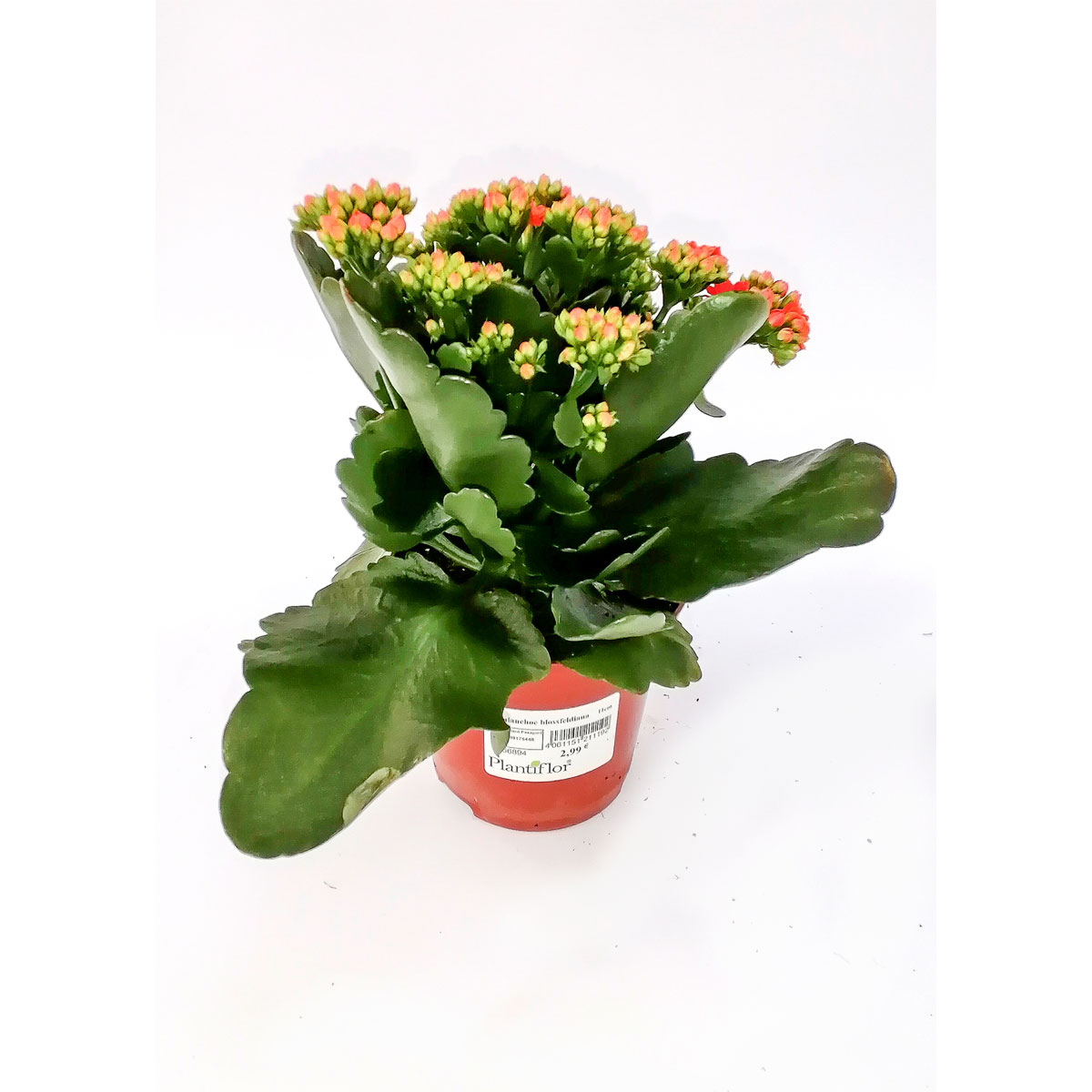 Plantiflor Flammendes Käthchen Calandiva T11