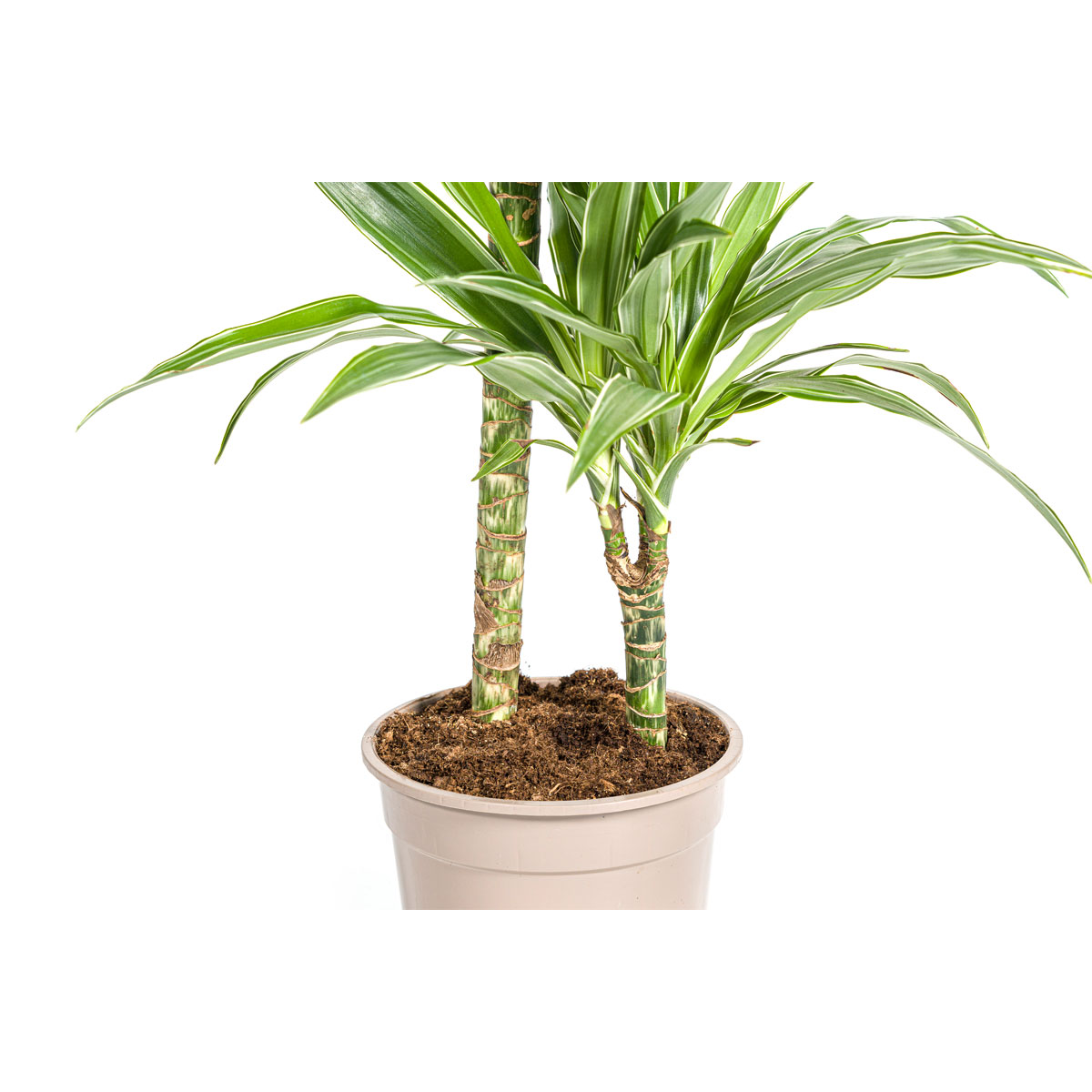 Duftender Drachenbaum „White Stripe“, Topf Ø 19 cm Bild 3