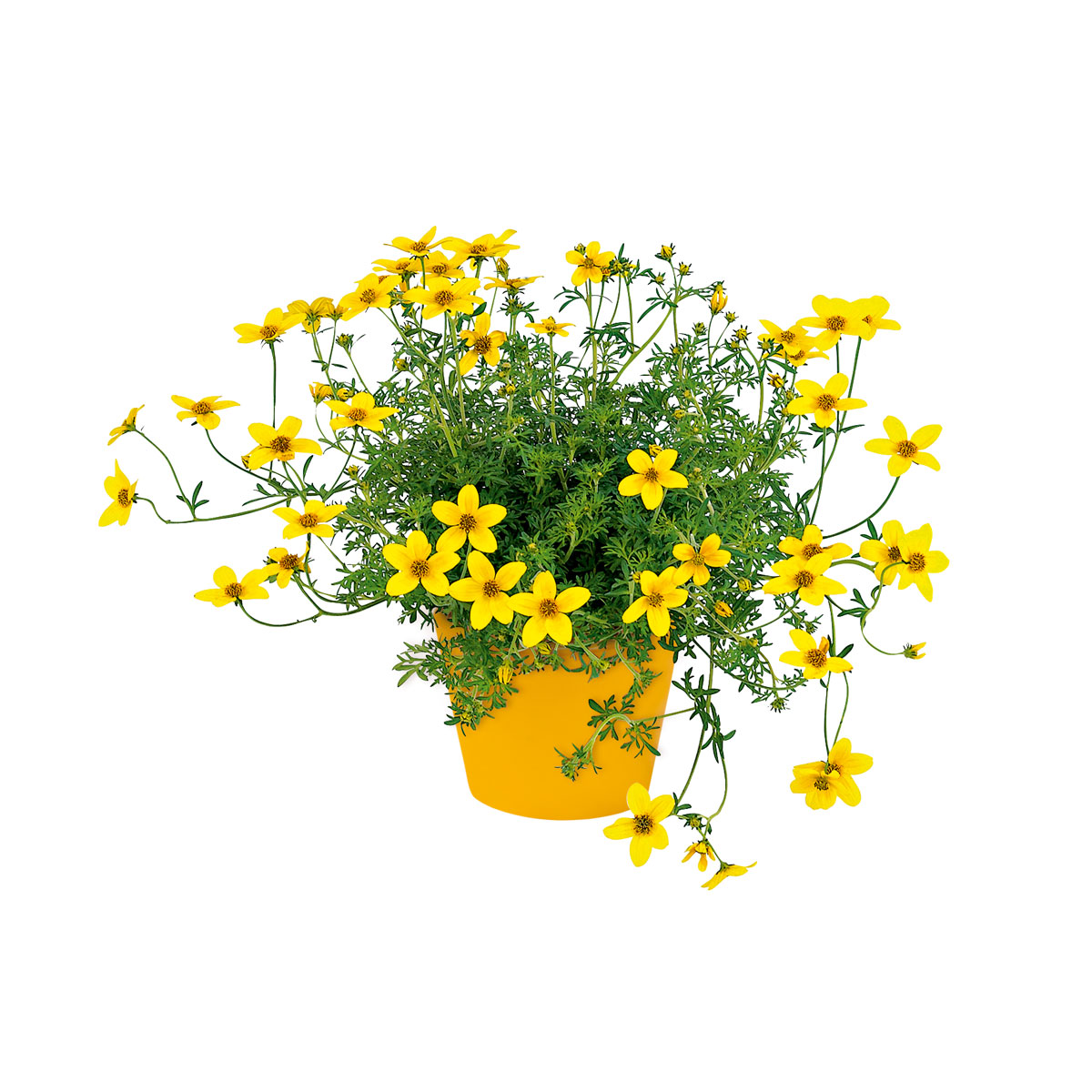 Plantiflor  Goldmarie Topf Durchmesser 13 cm Bild 1