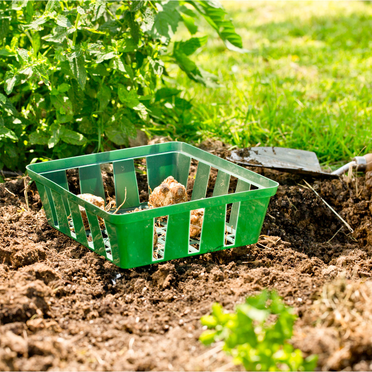 Windhager  Zwiebelschalen 23,5x21 cm 3 Stück Bild 1