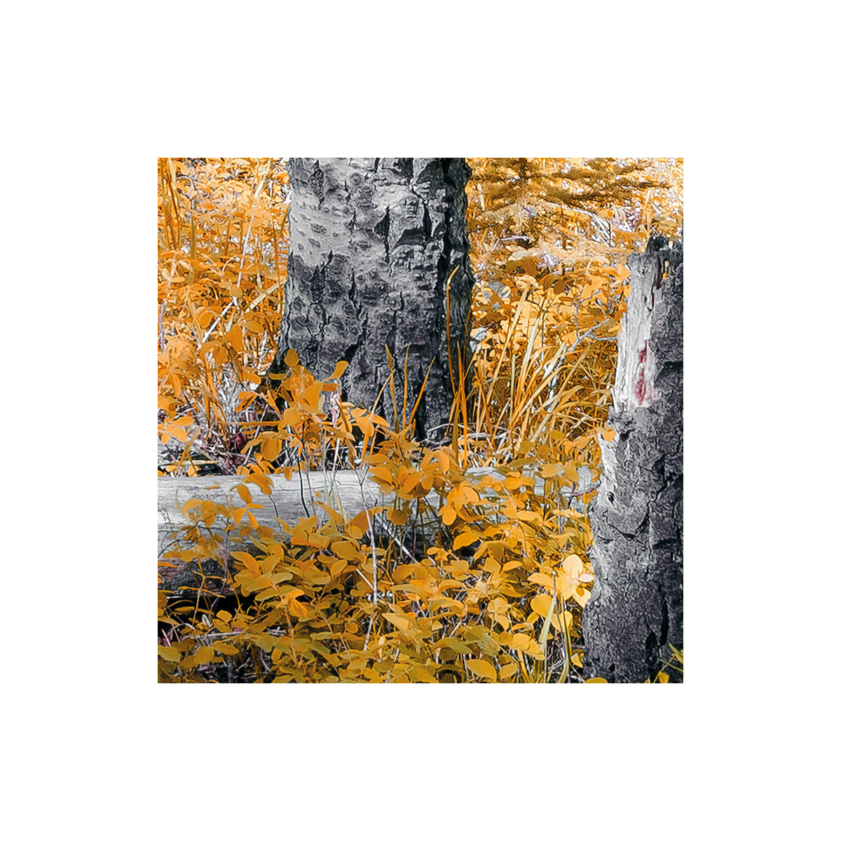 Komar  Vlies Fototapete Colorful Aspenwoods 450x280 cm Bild 4