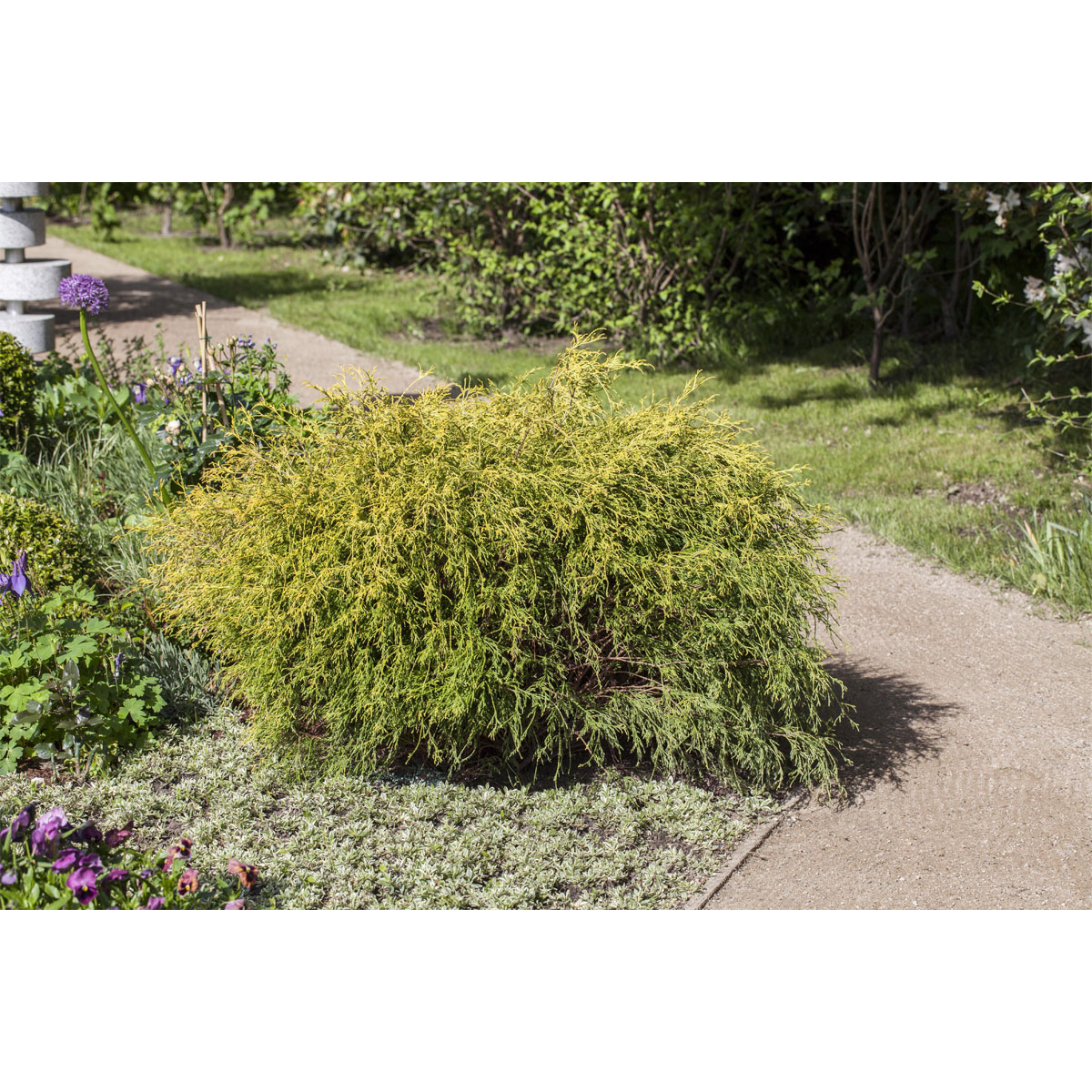 Plantiflor Gelbe Zwerg-Fadenzypresse Aurea Nana Topf Durchmesser 17 cm