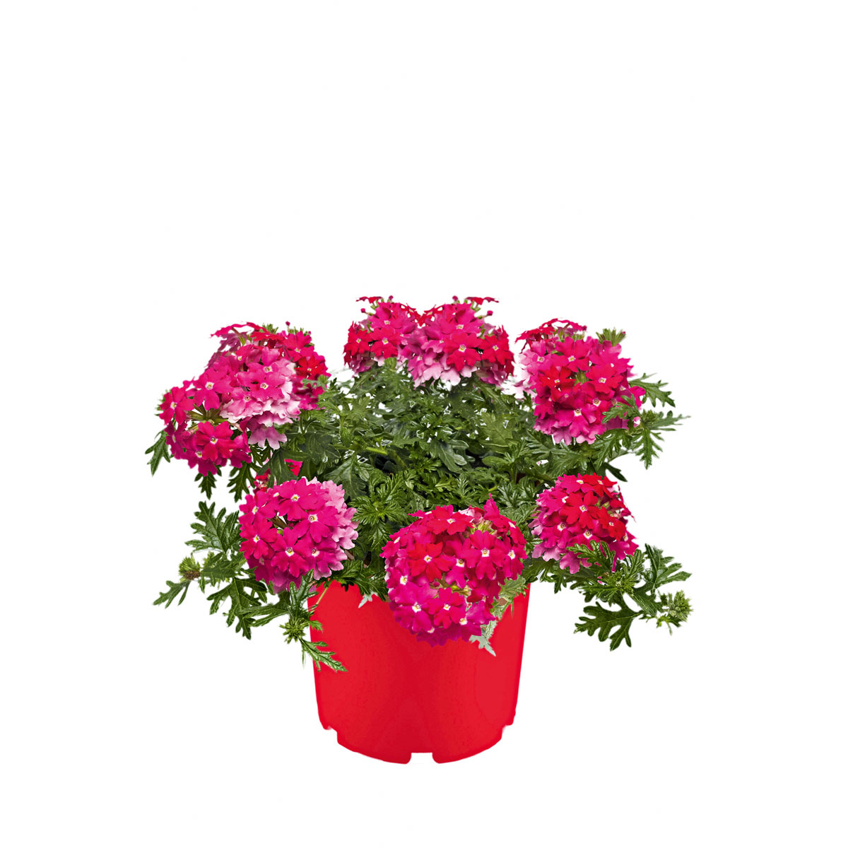 Plantiflor  Verbene verschiedene Farben T13 Bild 3