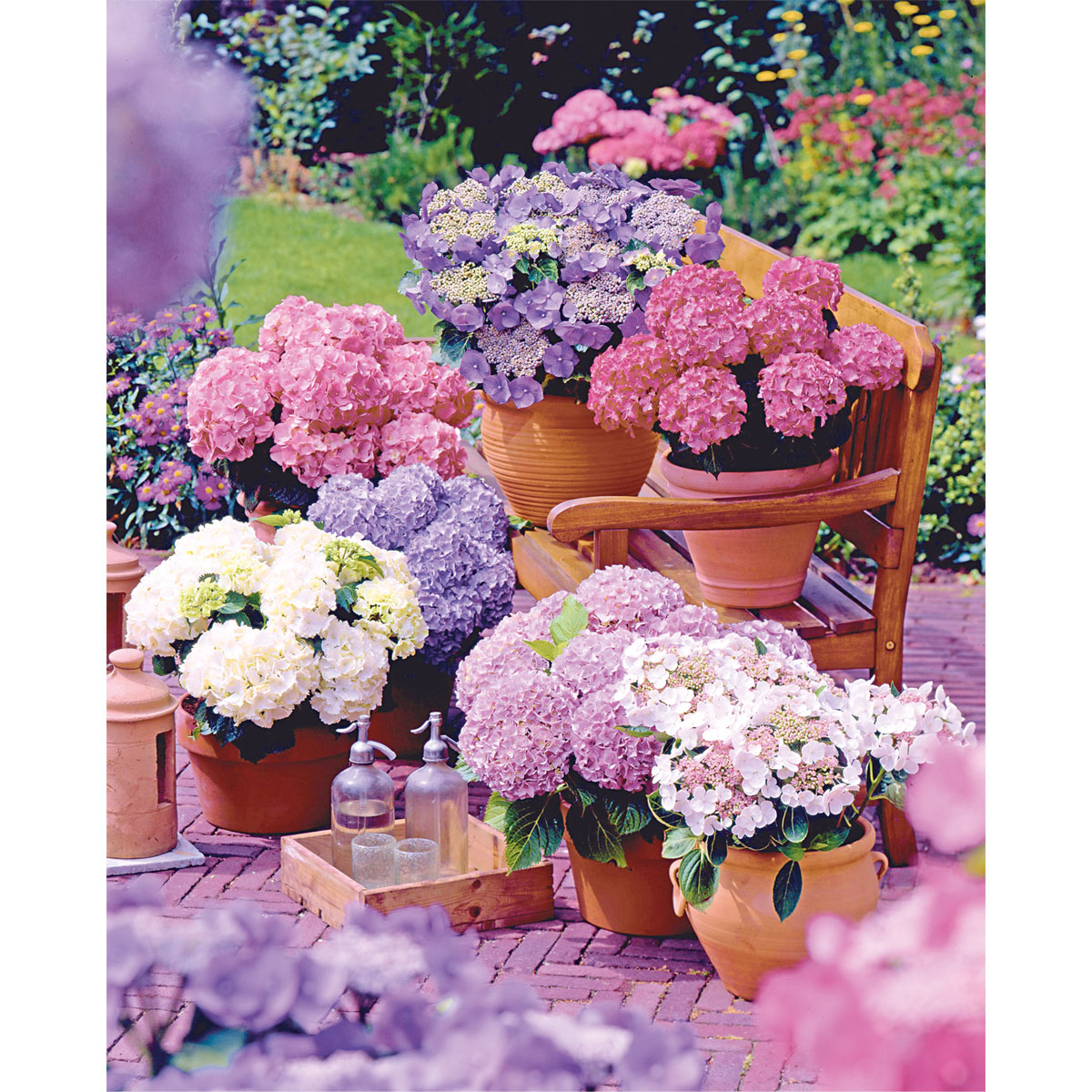 Plantiflor  Gartenhortensie Topf Durchmesser 23 cm Bild 2