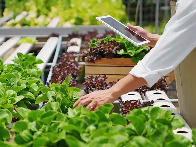 Eine Person kontrolliert junge Pflanzen in einem Gewächshaus.