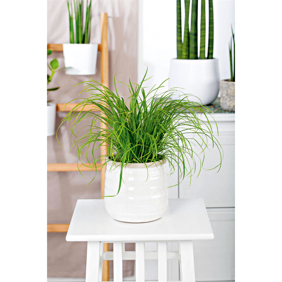 Plantiflor Katzengras Bild 2