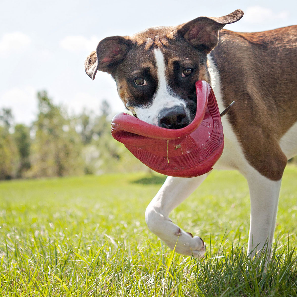 Kong  Flyer rot Bild 4