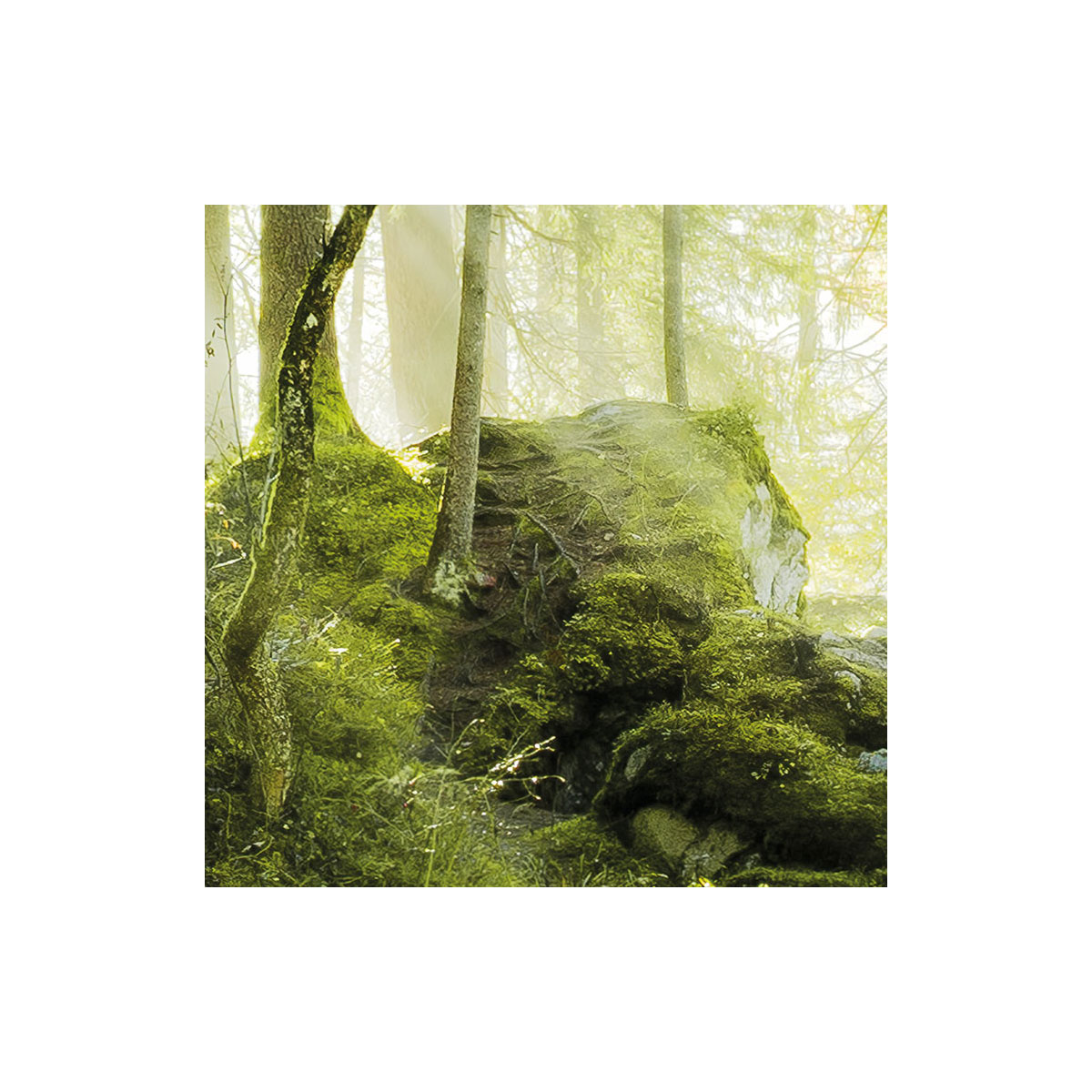 Komar  Vlies Fototapete Feuerzungen 450x280 cm Bild 4