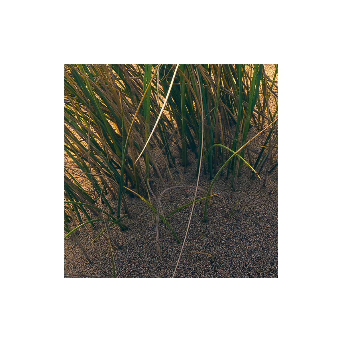 Komar  Vlies Fototapete Vivid Dunes 450x280 cm Bild 6