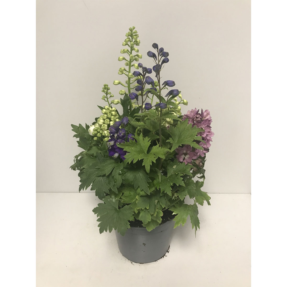 Plantiflor  Rittersporn Trio blau-rosa-weiß T19