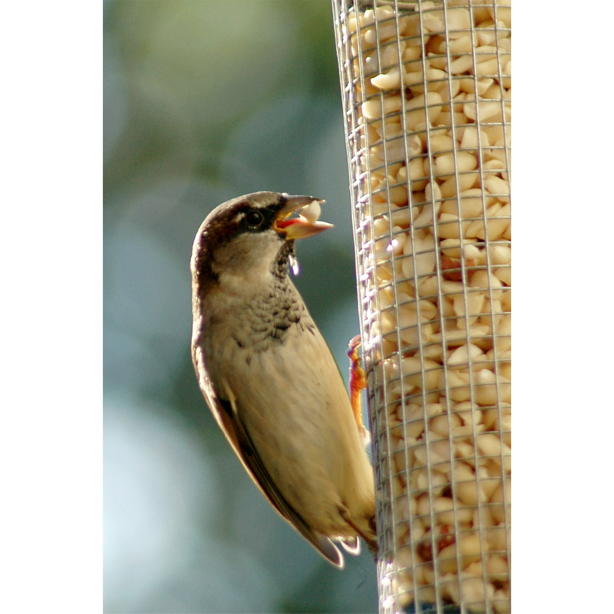 Futterspender 9,5 x 9,5 x 39 cm Metall Silber Bild 3