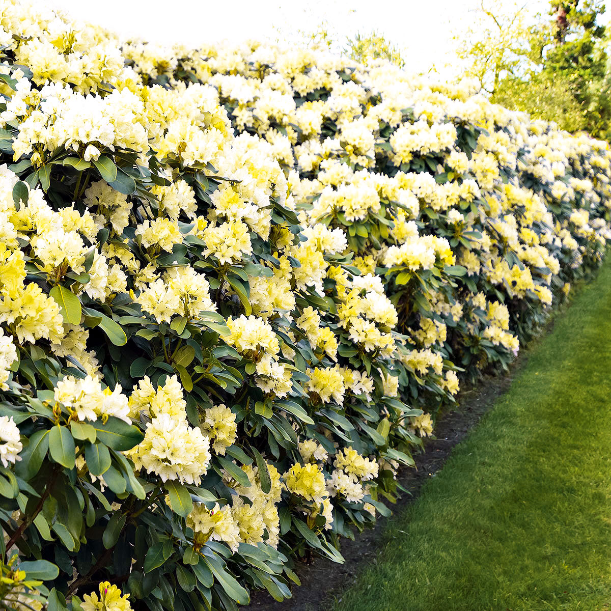 Großblumige Alpenrosse Easydendron Topf Durchmesser 23 cm Bild 2