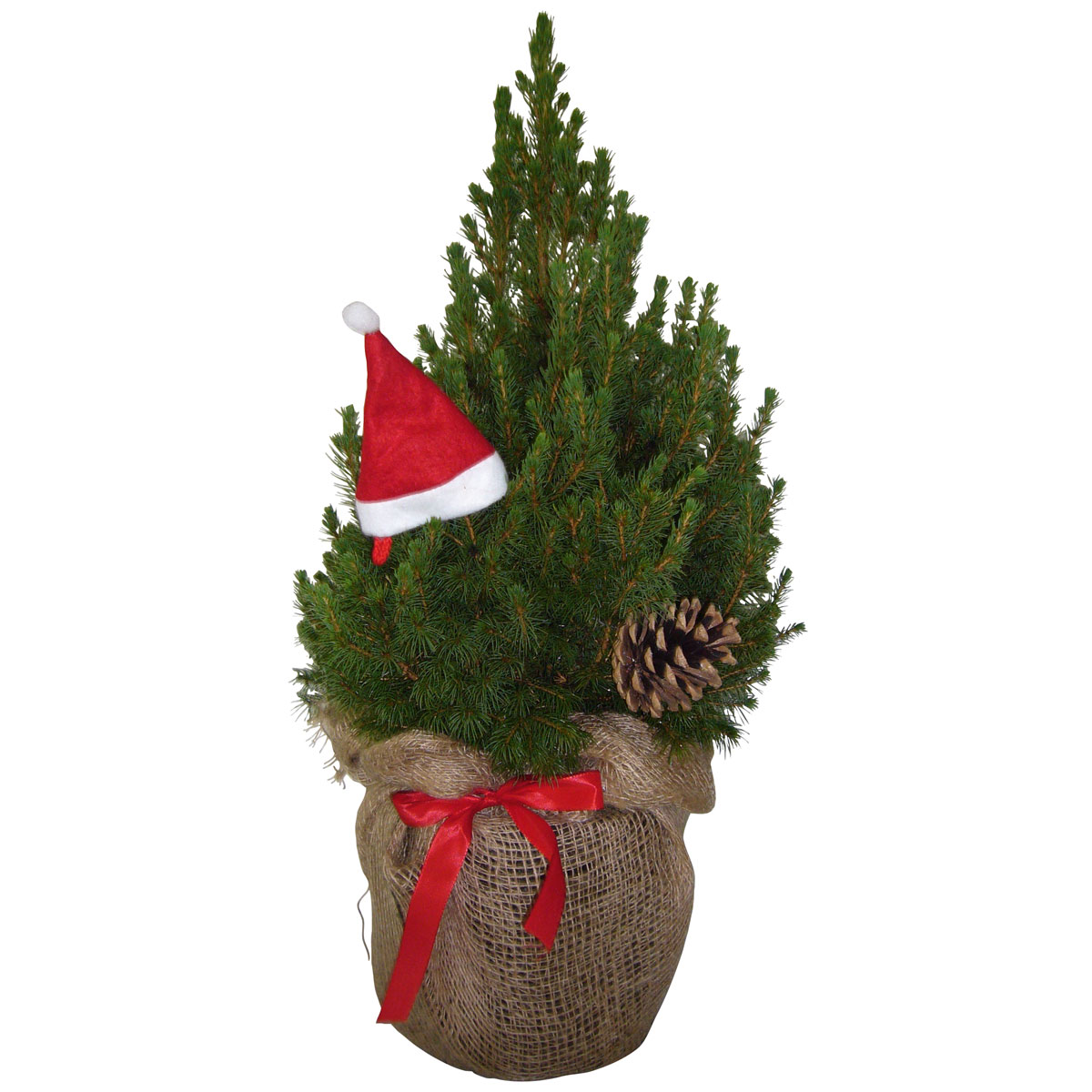 Plantiflor  Geschmückte Zuckerhutfichte 30-40 cm Bild 2