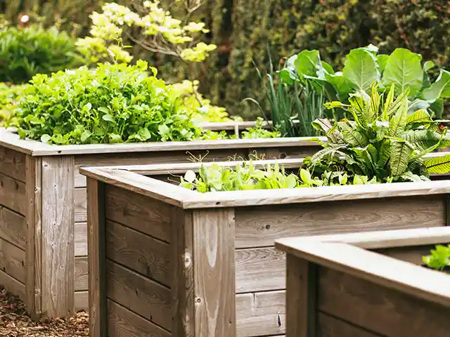 Holzhochbeete sind mit grünen Pflanzen gefüllt, in einem gepflegten Garten aufgestellt.