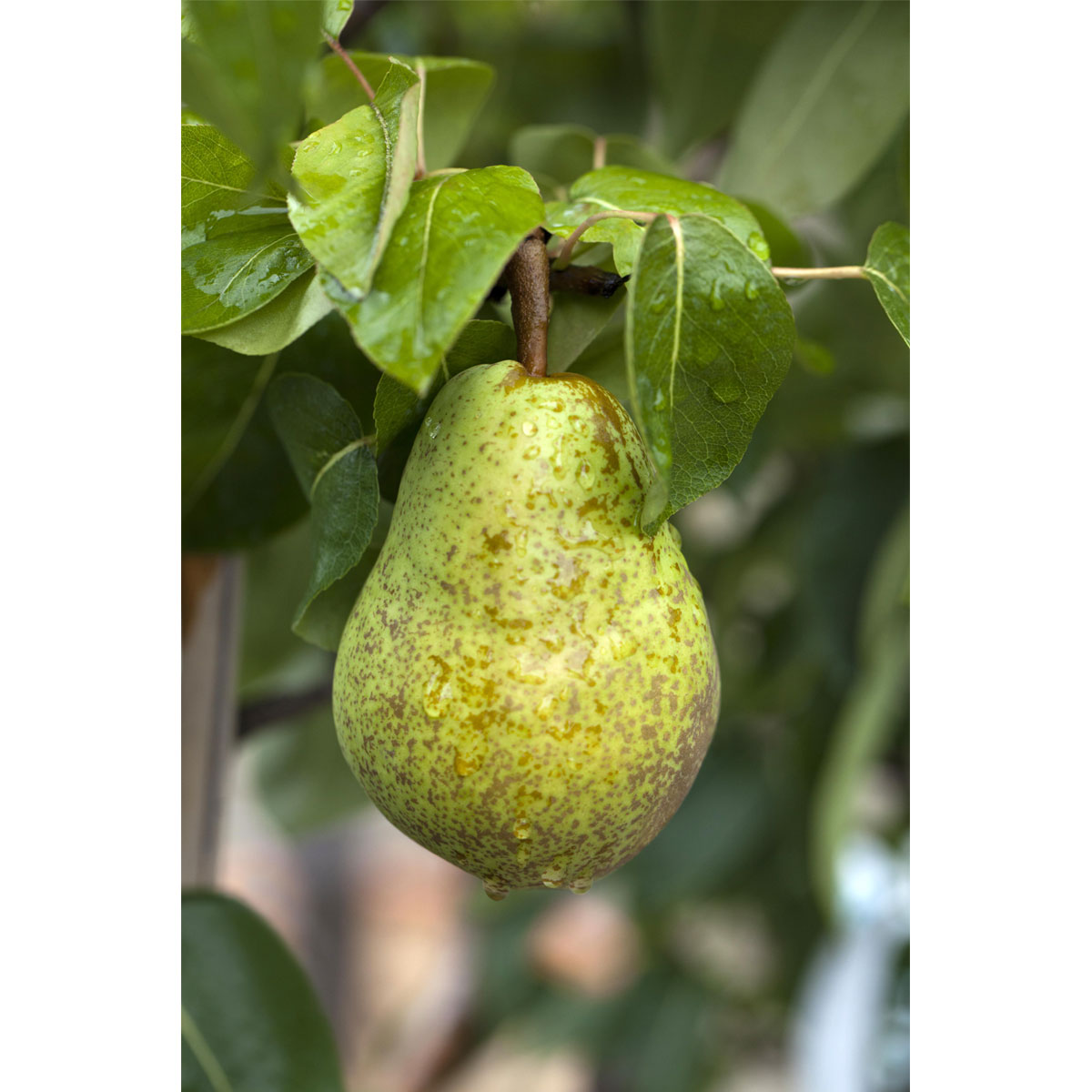 Plantiflor Birnenbaum Williams Christ hochstamm 175-225 cm