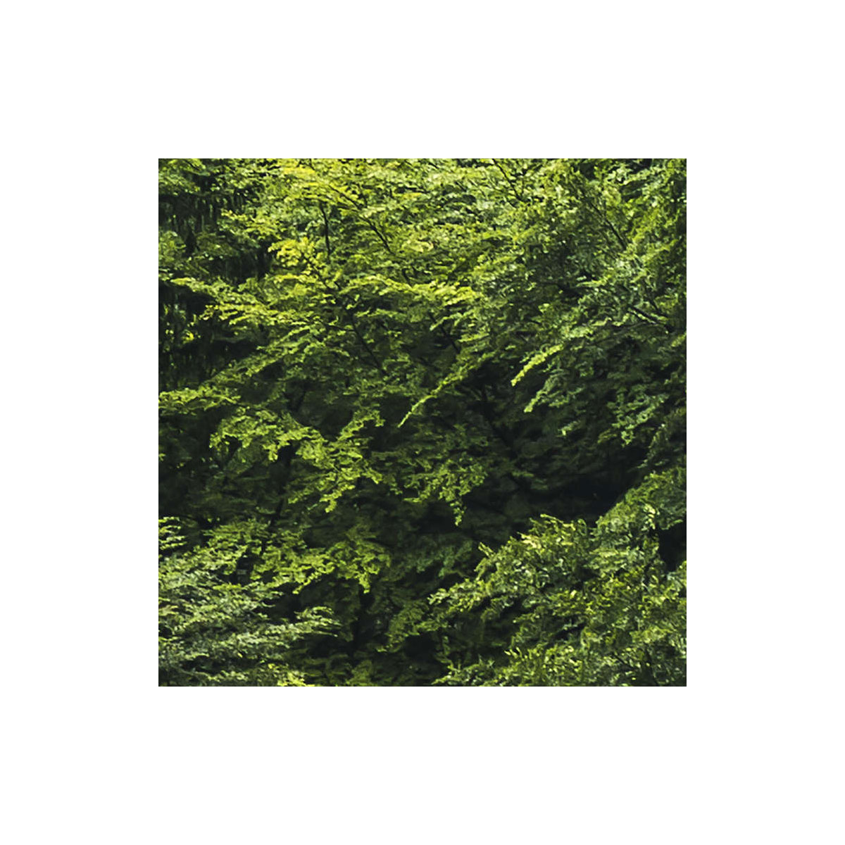 Komar  Vlies Fototapete Forest Land 400x250 cm Bild 6