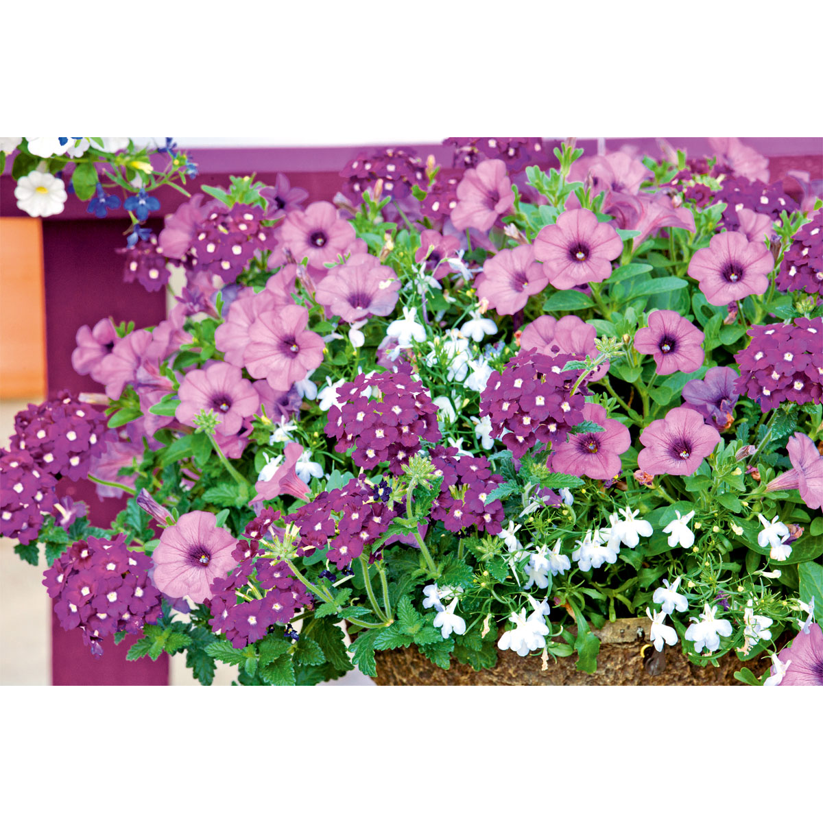 Plantiflor  Verbene verschiedene Farben T13 Bild 9