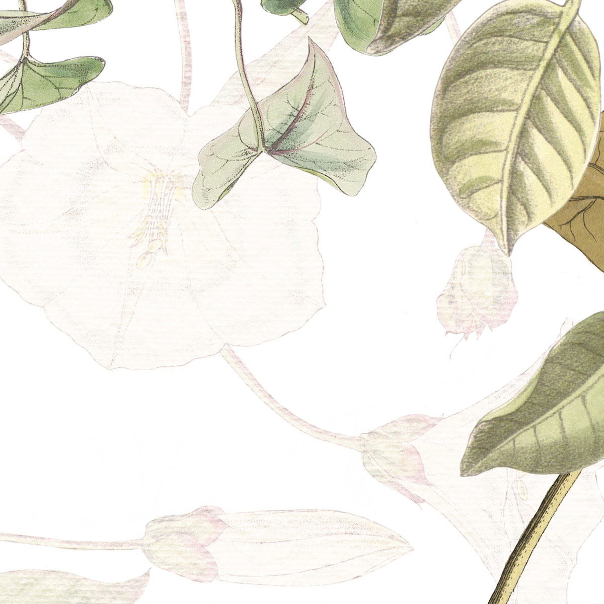 Komar  Vlies Fototapete Hedera 300x280 cm Bild 6