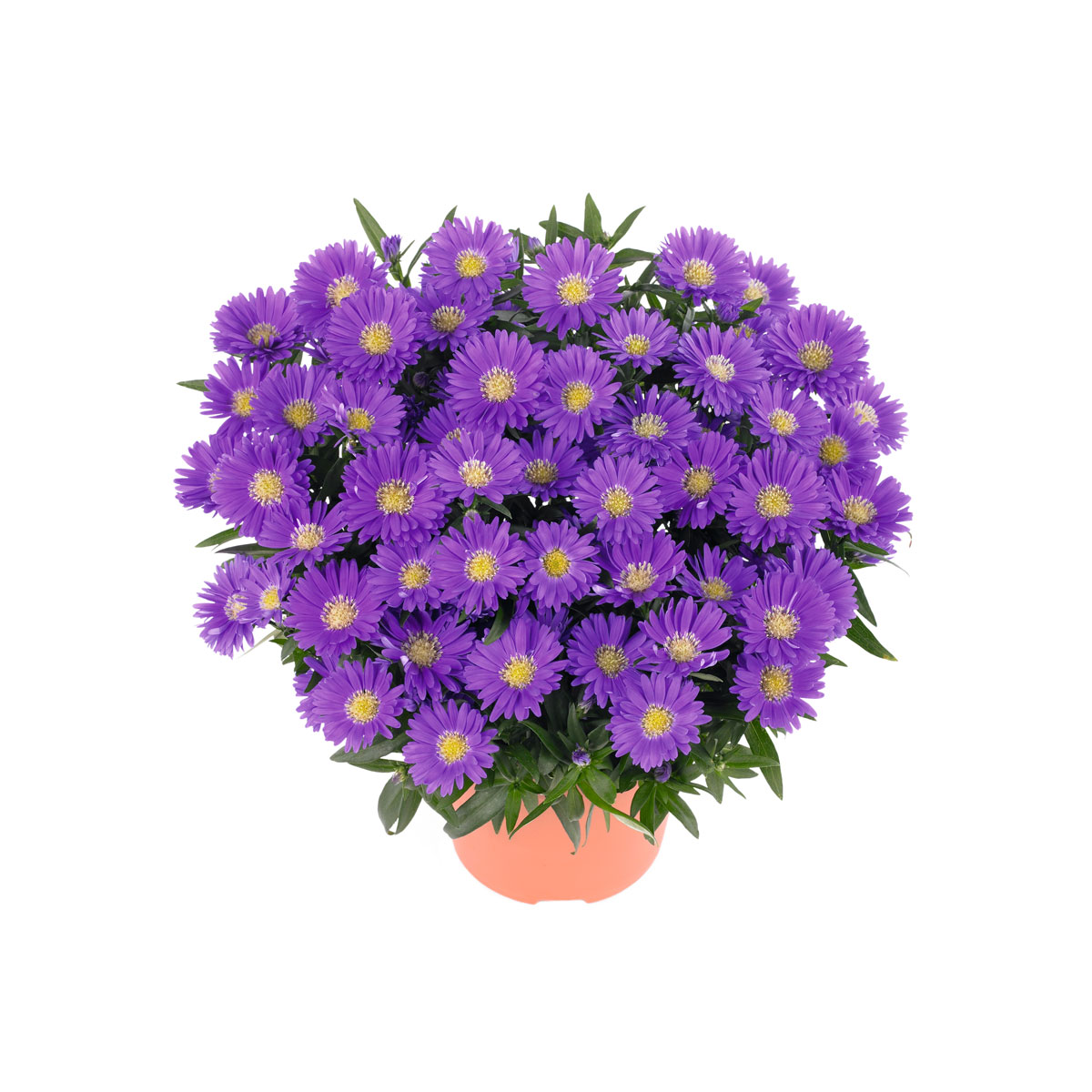 Plantiflor  Herbst-Aster Topf Durchmesser 11 cm Bild 1