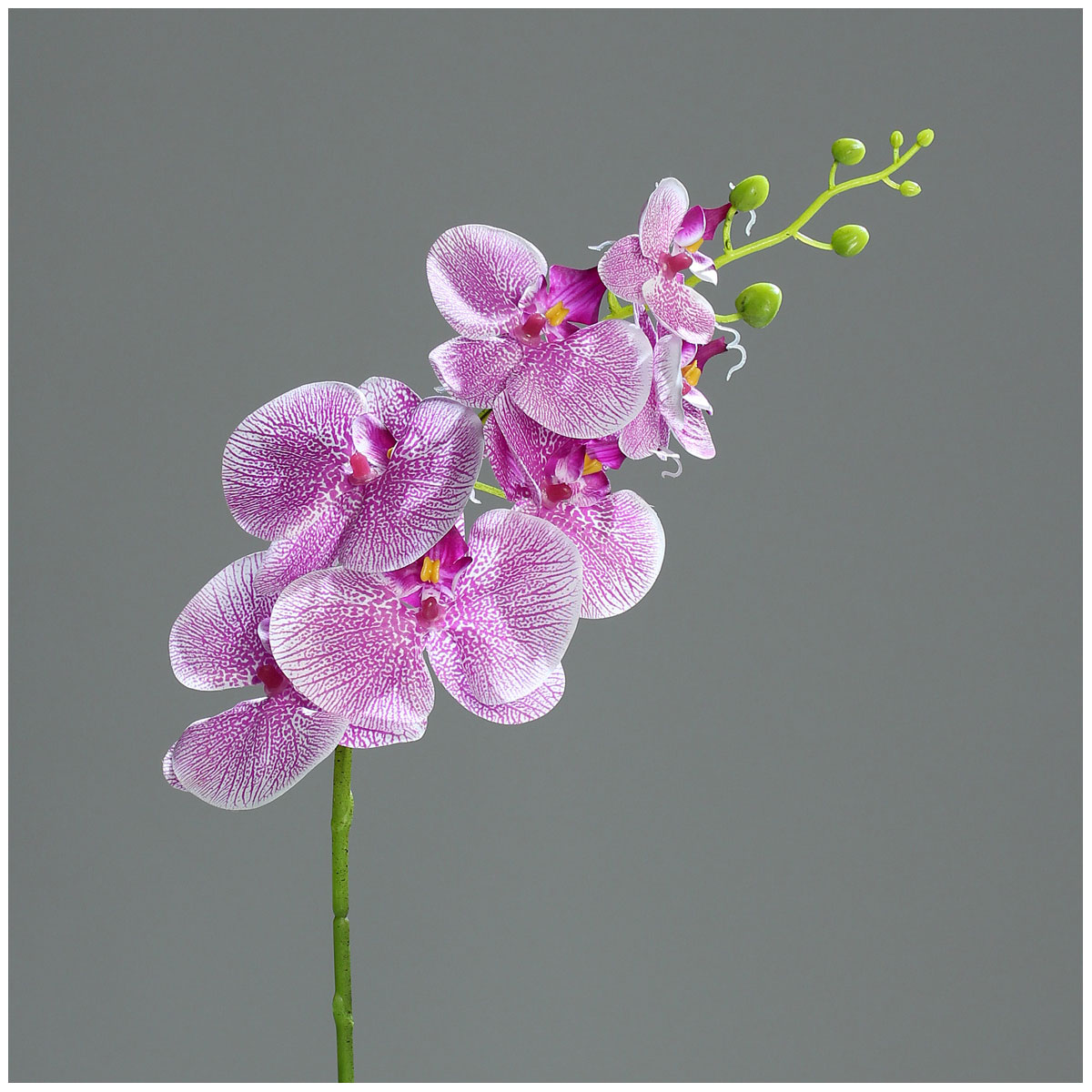Orchidee-Phalänopsis mit 7 Blueten 83 cm purple-white