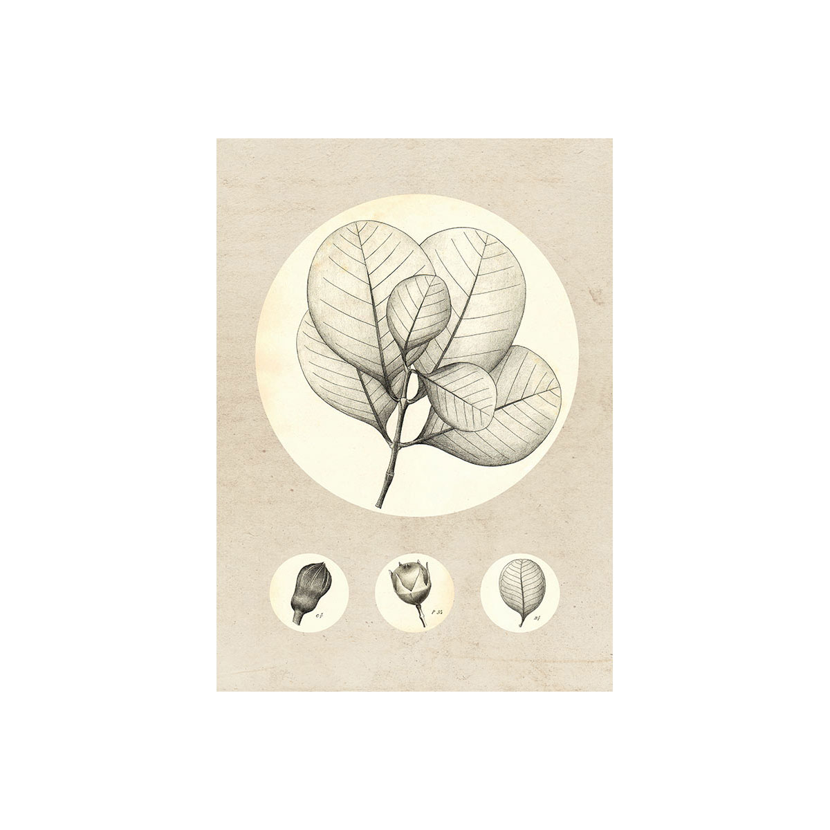 Komar  Wandbild Transparent Leaf 30x40 cm Bild 2