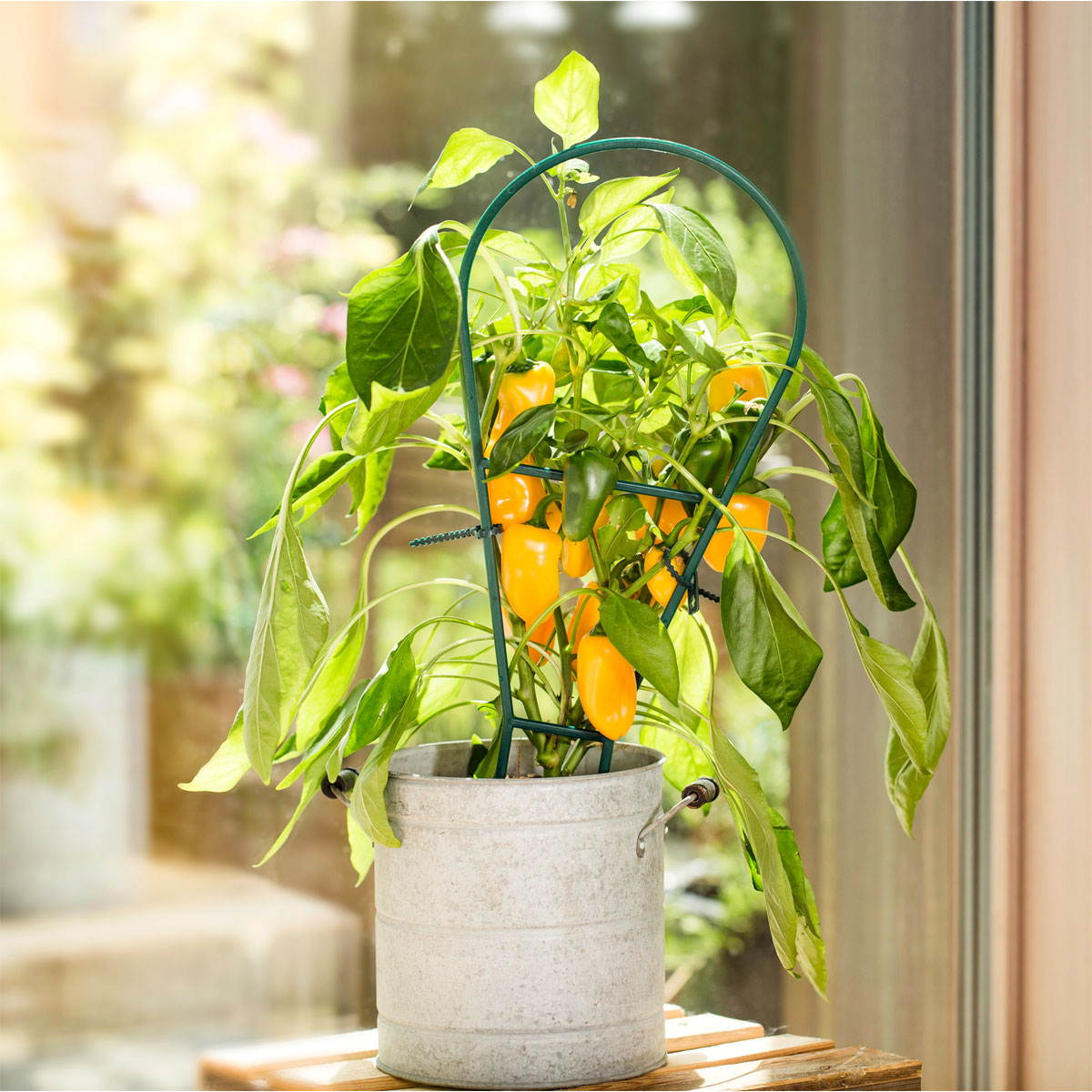 Windhager  Bogenspalier 44x19 cm Bild 2