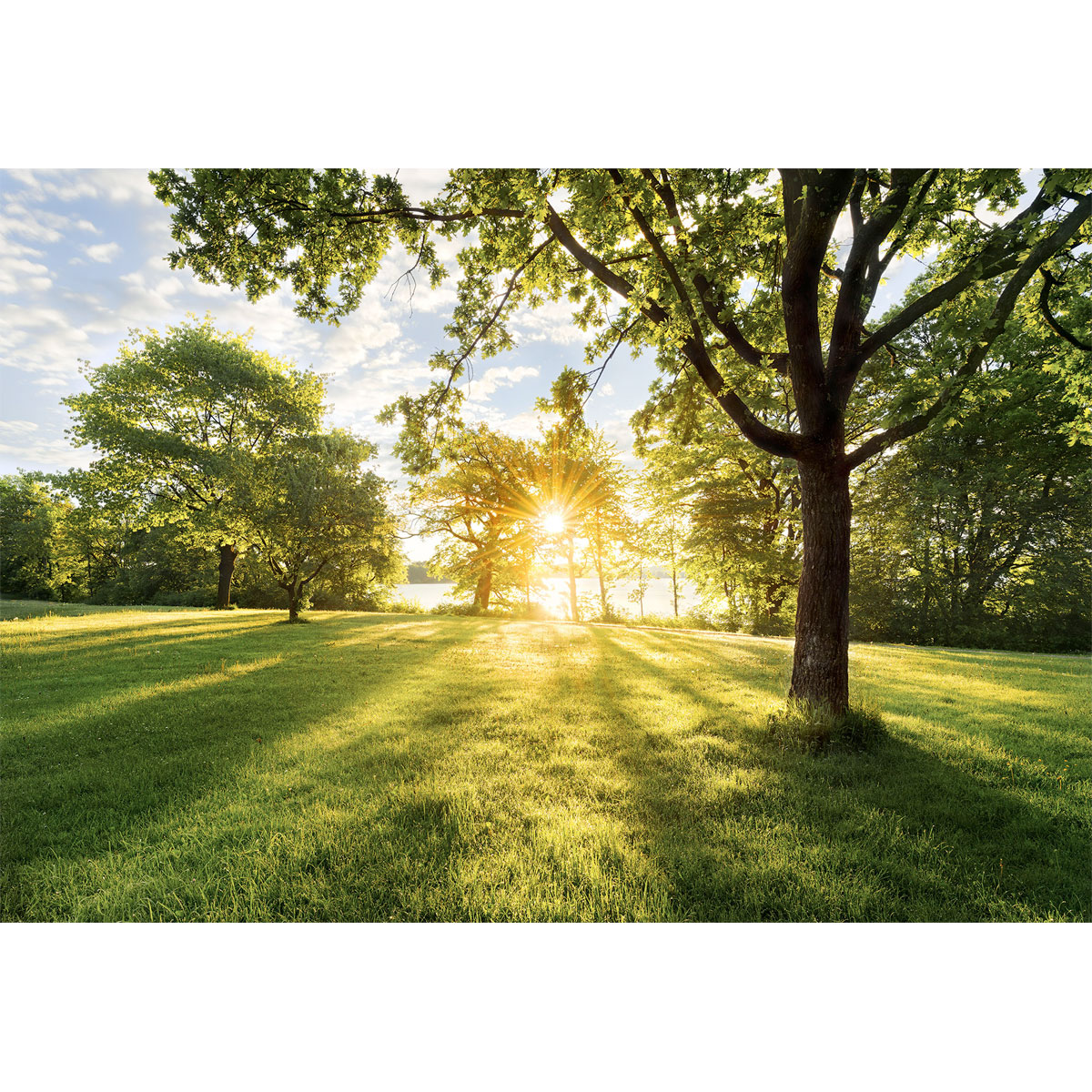 Komar  Papier Fototapete Golden Moment 368x254 cm Bild 2