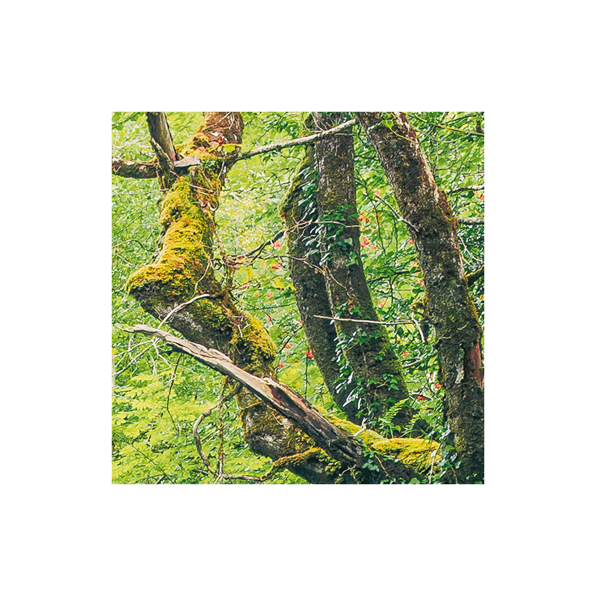 Komar  Vlies Fototapete Green Tales 400x250 cm Bild 6